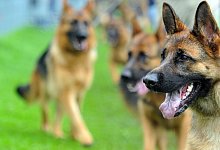 51650424 - picture alliance / dpa