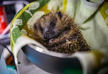 Igel Igelhilfe OWL Symbolbild - Daniel Salmon