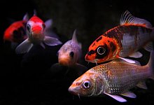 Koi-Karpfen - Foto: Karl-Josef Hildenbrand/dpa