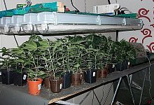 Profi-Plantage - FOTO: POLIZEI