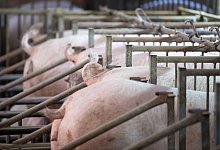 Schweinehalter in der Krise - Foto: Sven Hoppe/dpa