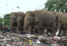 Wilde Elefanten suchen auf einer offenen M&uuml;lldeponie im Dorf Pallakkadu im Bezirk Ampara nach Nahrung. - Achala Pussalla/AP/dpa