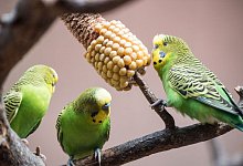 Wellensittiche - Robert G&uuml;nther/dpa-tmn