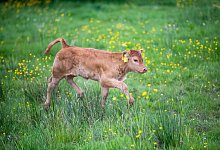 K&auml;lber - Lino Mirgeler/dpa/Symbolbild
