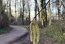 Haselpollen - Marc Herwig/dpa