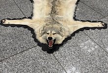 Zoll findet Wolfspelz im Koffer - -/Zoll/dpa