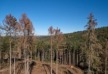Trockenheit verursacht Waldsch&auml;den - Thomas Frey/dpa