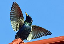 Ein echter Star - Foto: Patrick Pleul/dpa-Zentralbild/dpa