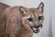 Puma aus New Yorker Wohnung befreit - Foto: Julie Larsen Mahler/WCS Communications/Bronx Zoo/dpa