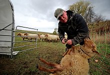 Bei der Klauenpflege: Ludger Albers und die Weidegemeinschaft k&uuml;mmern sich t&auml;glich um seltene Schafrassen in Sommersell. - Jan Ahlers