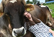 Kuh-Kuscheln beim Hof Lüttje Drööm in Jevenstedt - David Hammersen/dpa