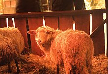 Krippe - Archivfoto: Vera Gerstendorf-Welle