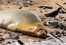 M&ouml;nchsrobbe in Israel - Ariel Schalit/AP
