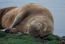 Walross auf Nordsee-Insel Baltrum gesichtet - Foto: B&auml;rbel Nannen/Gemeinde- u. Kurverwaltung Baltrum/dpa