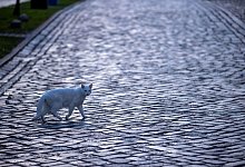 Katze - Foto: Jens B&uuml;ttner/dpa-Zentralbild/ZB