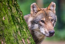 Wolf - Foto: Lino Mirgeler/dpa