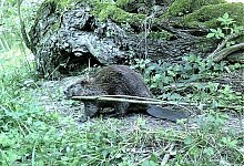 biber1-kopie - Landschaftsstation