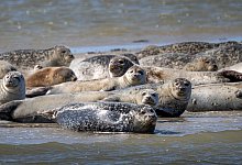 Seehunde vor Spiekeroog - Sina Schuldt/dpa