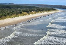 Zwei Jahre nach einer dramatischen Massenstrandung von Grindwalen in Tasmanien sind in der gleichen Bucht erneut zahlreiche Meeress&auml;uger an Land gesp&uuml;lt worden. - Uncredited/Department of Natural Resources and Environment Tasmani/AP/dpa