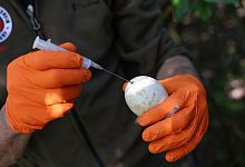 Gelegebehandlung bei Wildgänsen am Wöhrder See - Daniel Löb/dpa