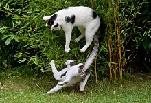 K&auml;mpfende Katzen - Foto: Julian Stratenschulte