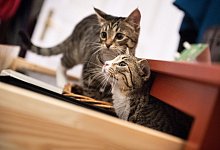 Ein neuigieriges Katzenpaar - Franziska Gabbert/dpa-tmn/dpa