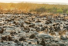 Br&auml;nde in Argentinien - Foto: Mat&iacute;as Rebak/Stiftung Rewilding Argentina/dpa