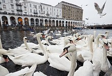 Hamburger Alsterschw&auml;ne werden ins Winterquartier gebracht - Foto: Georg Wendt/dpa