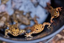 Kr&ouml;tenwanderung - Rolf Vennenbernd/dpa