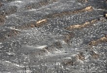 Br&auml;nde auf Zypern - Petros Karadjias/AP/dpa