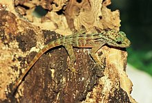 Gecko-Nachwuchs - Foto: Zoo M&uuml;nster/dpa