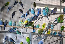 Wellensittiche im Tierheim - Carmen Jaspersen/dpa