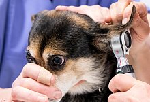 Hund beim Tierarzt - Foto: Florian Schuh