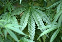 Hanf-Pflanzen (Cannabis) wachsen in einem Garten. - Oliver Berg/dpa