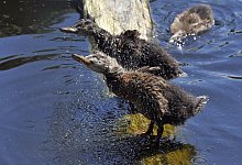 Entenk&uuml;ken - Foto: --/Ukrinform/dpa