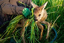 Rehkitzrettung - Uwe Anspach/dpa