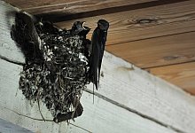 Schwalbennest - Foto: Franziska Gabbert