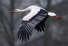 Storch im Winter - Niels Babbel/dpa