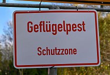 Geflügelpest - Patrick Pleul/dpa-Zentralbild/dpa