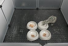 Junge M&ouml;we - Emma Inzani/University of Exeter/dpa