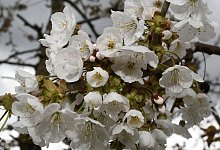 Ast eines Kirschbaums - Foto: Carmen Jaspersen/dpa