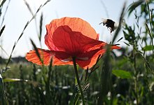 Sommerwetter - Sebastian Willnow/dpa