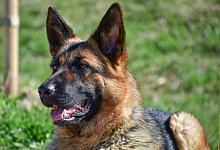 animal-7141559 - 1 - Pixabay