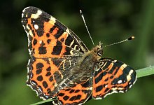 Landk&auml;rtchen - Wiemers/Senckenberg/dpa