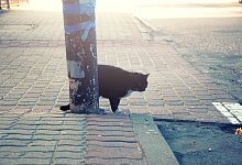 Katze - Magorzata Witczak/Stocklib