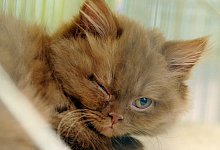 Katze - Foto: Mascha Brichta/dpa-tmn