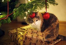 Katze sitzt unter einem geschm&uuml;ckten Weihnachtsbaum - Ina Fassbender/dpa-tmn