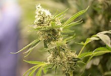 Cannabis - Sebastian Kahnert/dpa