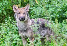 Wolf - Julian Stratenschulte/dpa