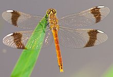 Gebänderte Heidelibellen-Weibchen - Michael Frank/dpa